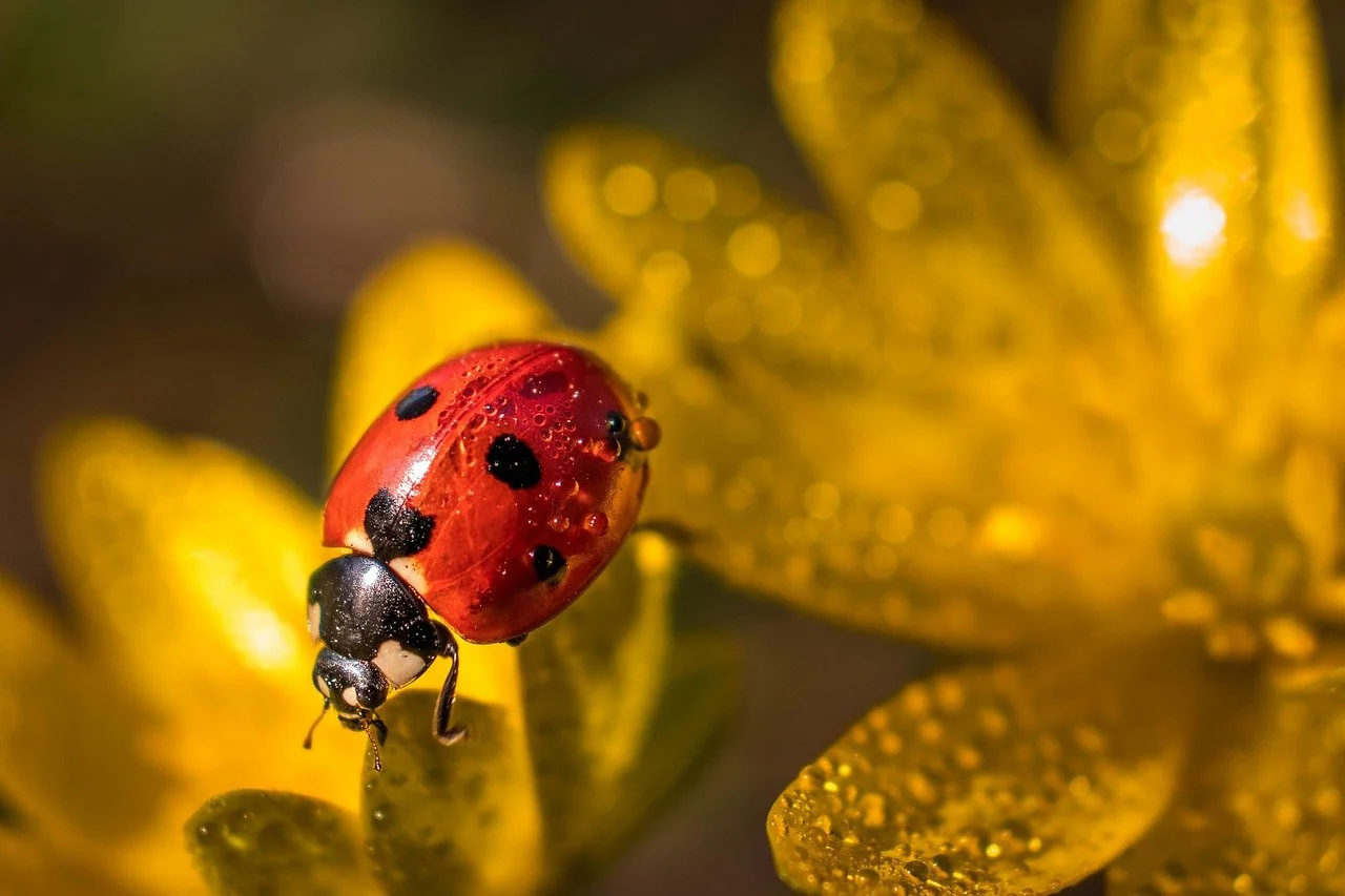 Bug in Compound Finance's new update risks distributing $80 million in unearned rewards