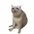 Cash Cat