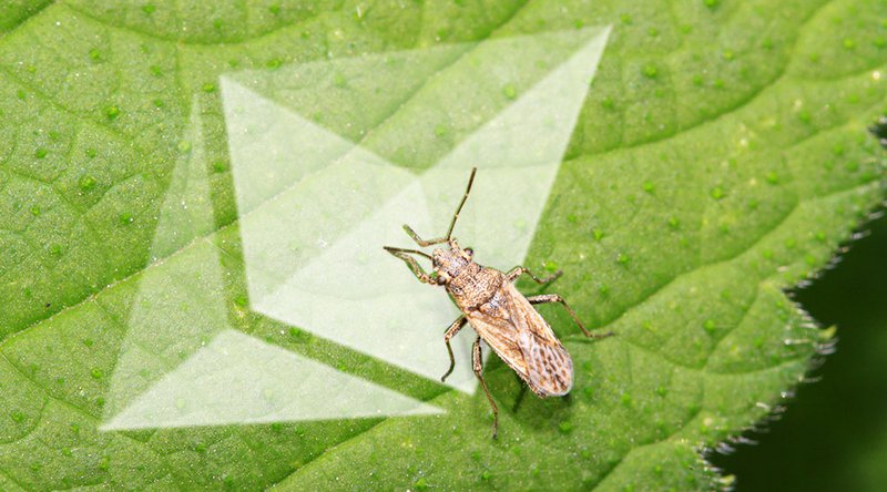 A Bug Making Ethereum Transactions on Exchanges Vulnerable Has Been Fixed 1