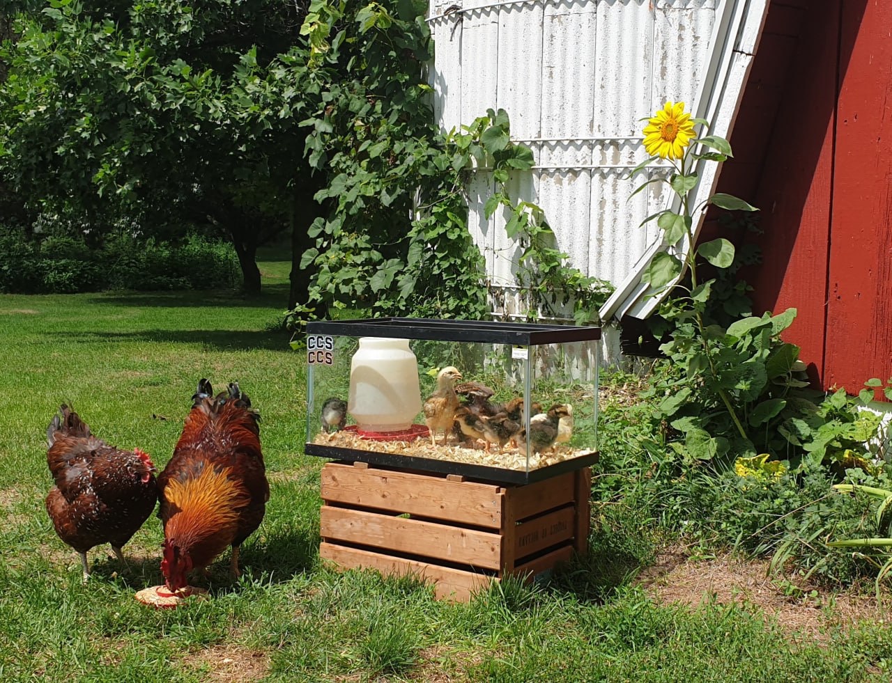 Homesteader Conversations: Midwestern Farmers On Why Bitcoiners Understand Natural Balance 5