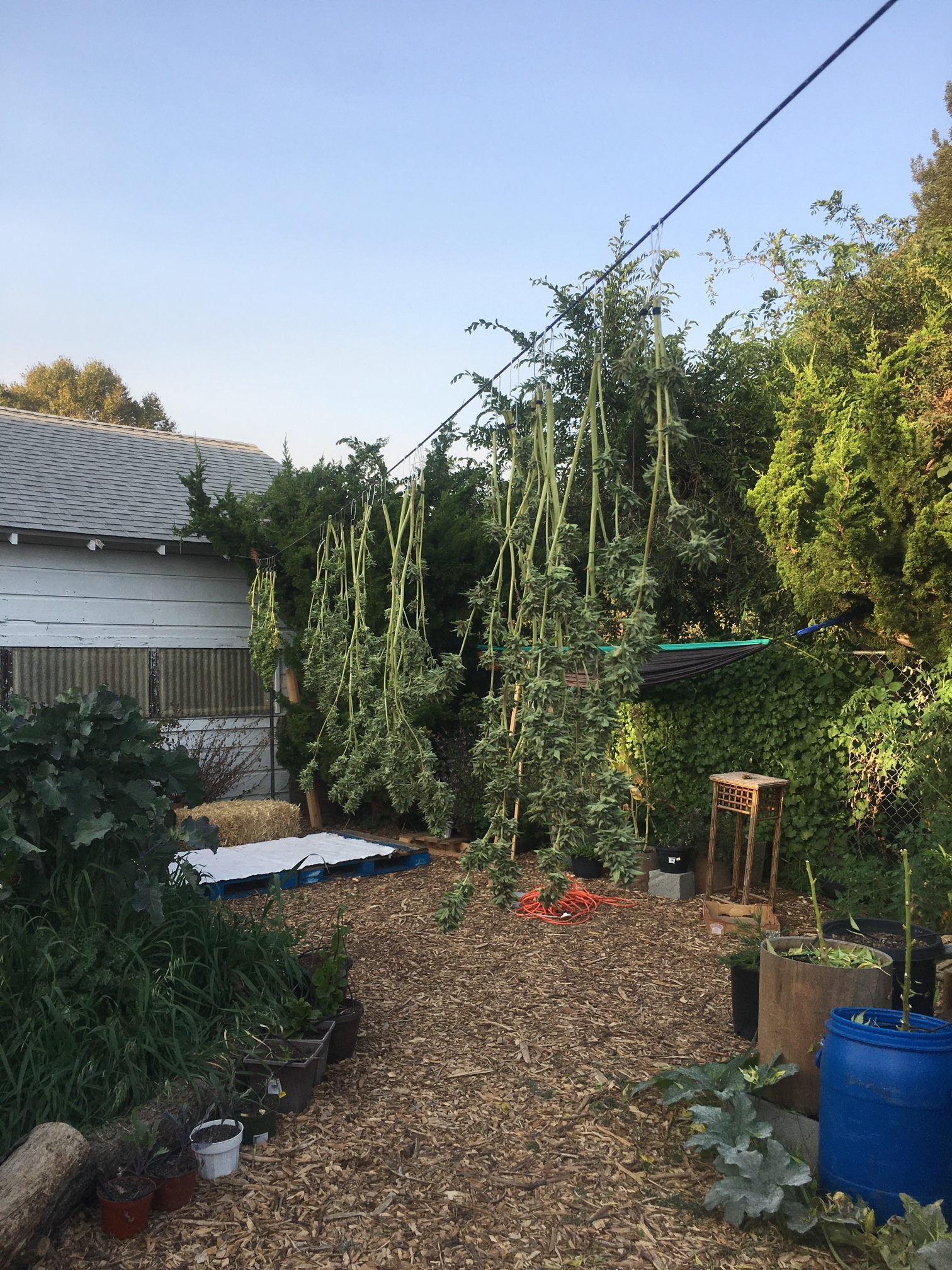 Homesteader Conversations: Urban Farming, Bitcoin And The Future Of Self Sovereignty 6