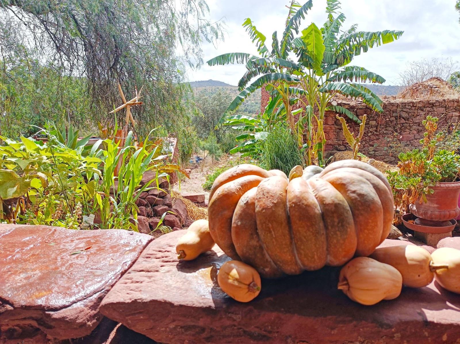 Homesteader Conversations: Feeding Your Family And Building A Bitcoin Community In Southern Portugal 3