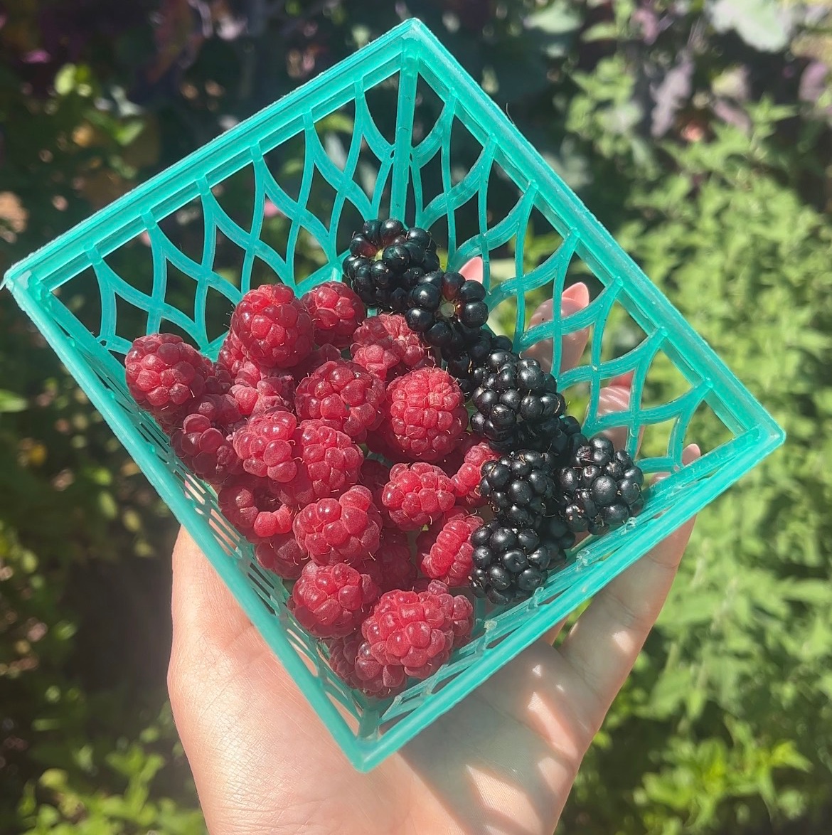 Homesteader Conversations: Urban Farming, Bitcoin And The Future Of Self Sovereignty 5