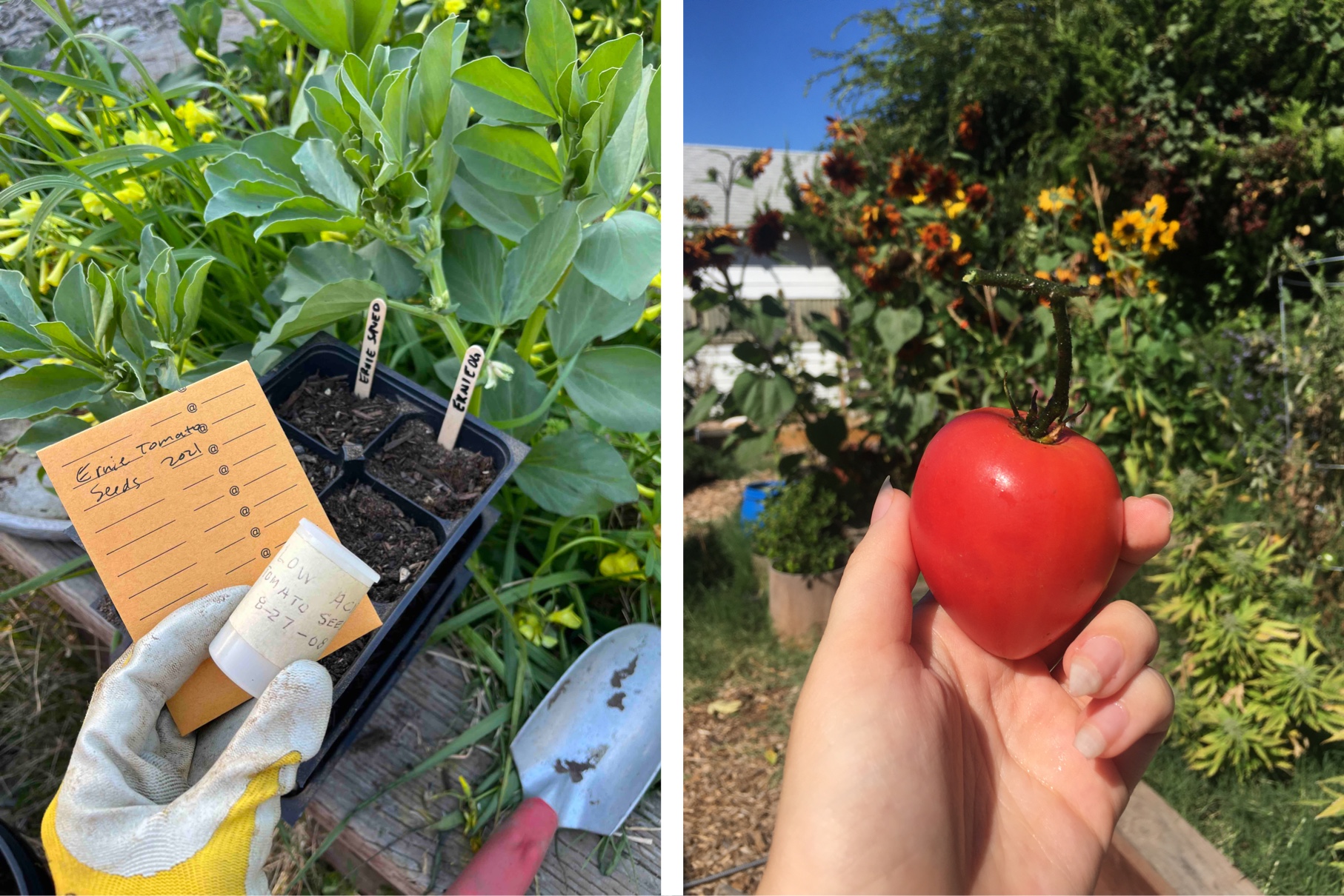 Homesteader Conversations: Urban Farming, Bitcoin And The Future Of Self Sovereignty 7