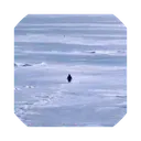 Nietzschean Penguin