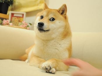 Photo du Dogecoin.