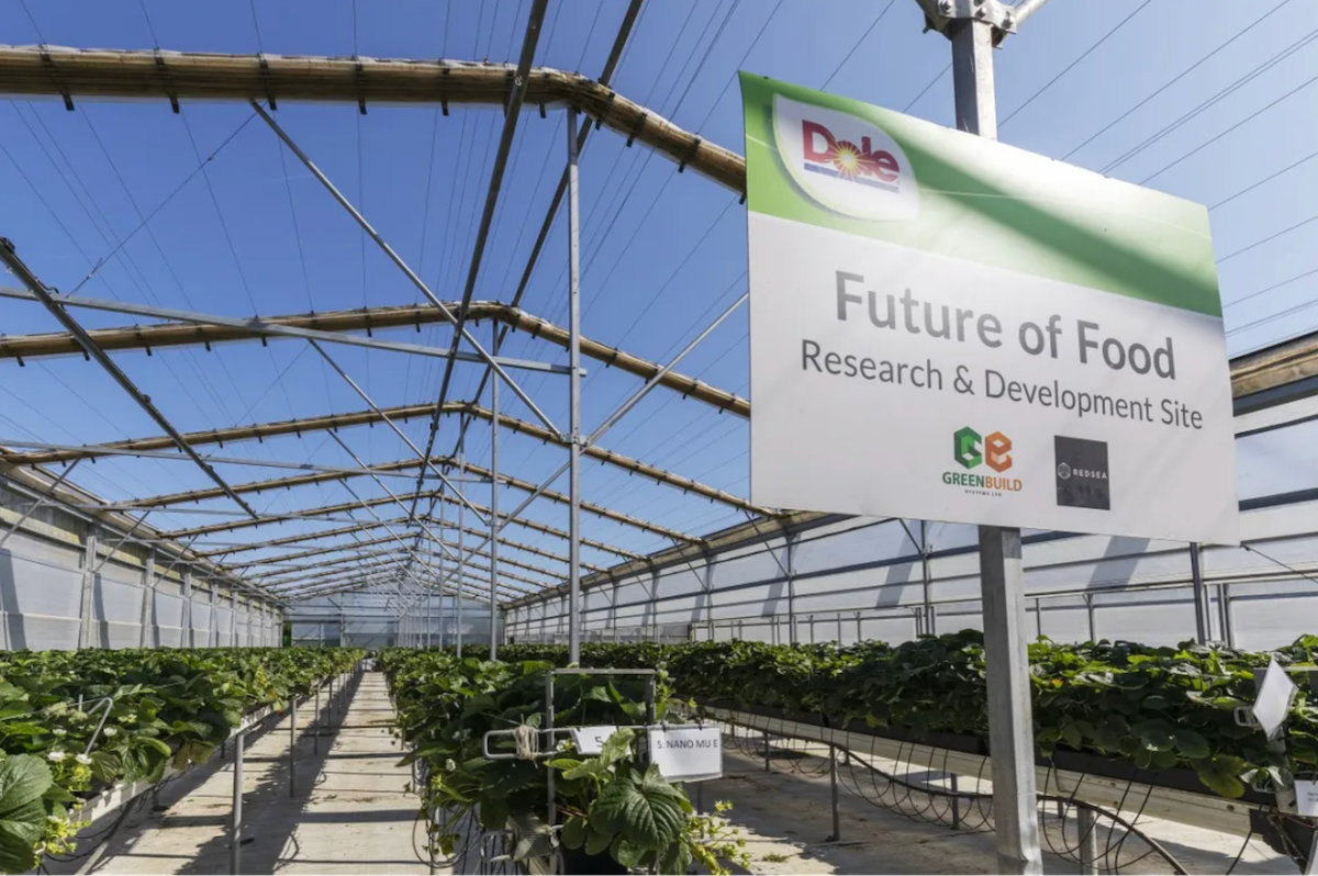 Blockchain gerçek dünya uygulamaları Dole blockchain