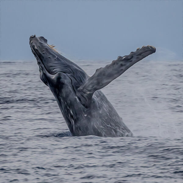 Crypto Whale