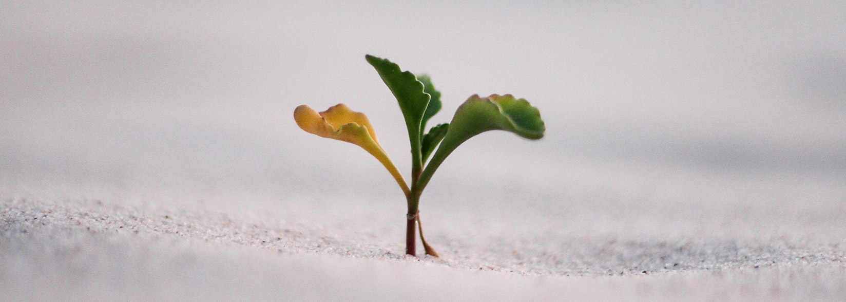 Berkeley City Council Set to Issue Micro-Bonds for City Projects Using Blockchain Technology