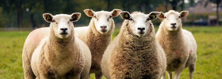 Mike Novogratz: A herd of institutional investors moving into crypto