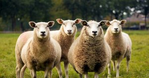 Mike Novogratz: A “Herd of Institutional Investors Moving Into Crypto”