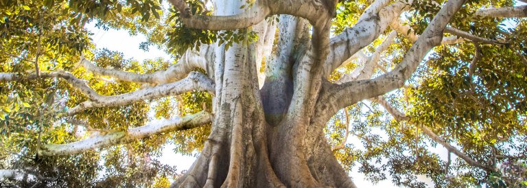 Zcoin Gives ASICs the Boot with Merkle Tree Proofs