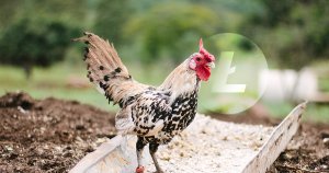 The Unflappening, Bitcoin Cash Leaves Litecoin to Roost