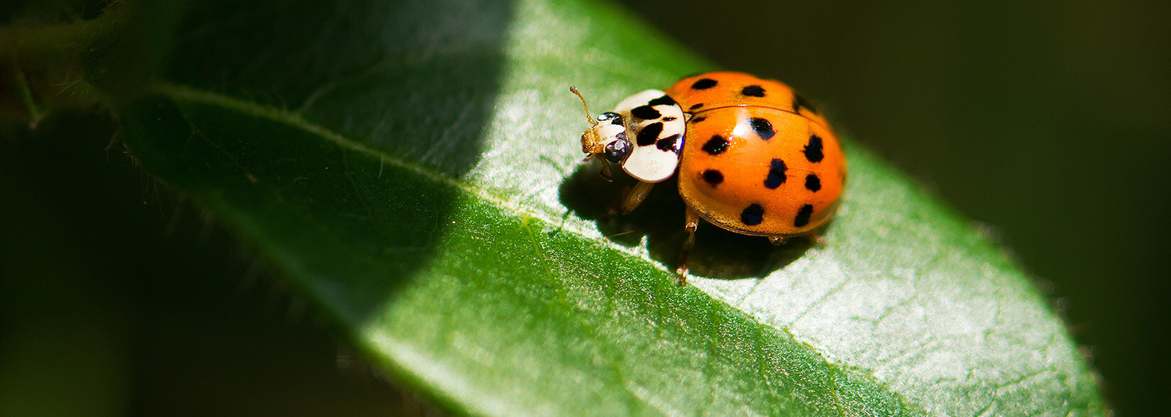 Researchers Find Vulnerability for Bitcoin, Ethereum, and Ripple Digital Signatures in Faulty Implementations