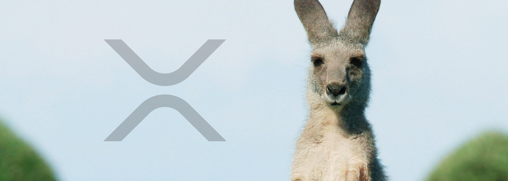 Hacker pleads guilty in Australia’s first crypto-theft bust, 100,000 XRP stolen