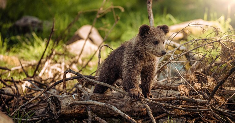 As Bitcoin spikes $2,500 in 1 day, analyst says the bear trend is technically over