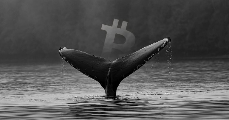 A big Bitfinex Bitcoin whale is anticipating a severe correction, will he be right?