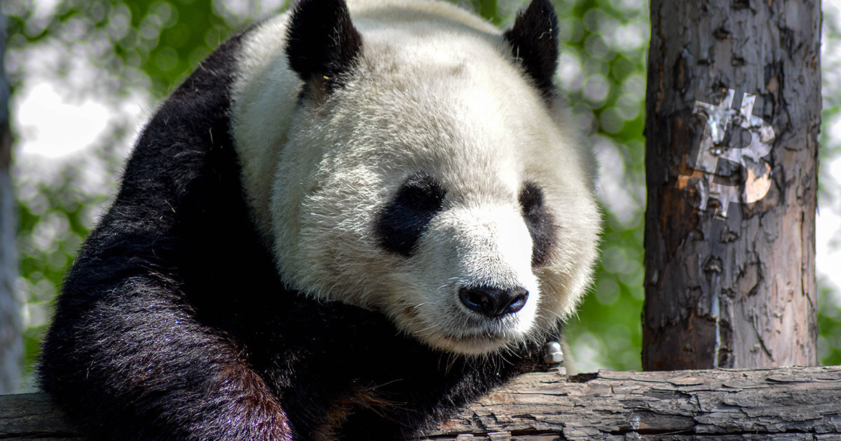 Chinese Bitcoin mining startup becomes sixth-largest just days after launch, pockets $3 million