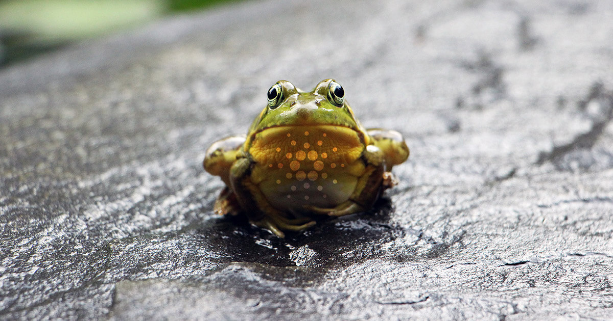 Hoskinson: Cardano (ADA) can “leap frog” Bitcoin decentralization by 100 times