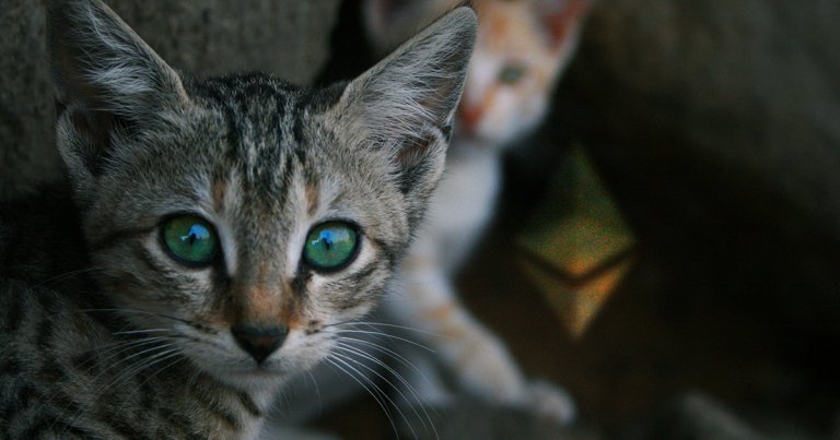 Crypto research firm: DeFi, not CryptoKitties, is giving “real value” to Ethereum