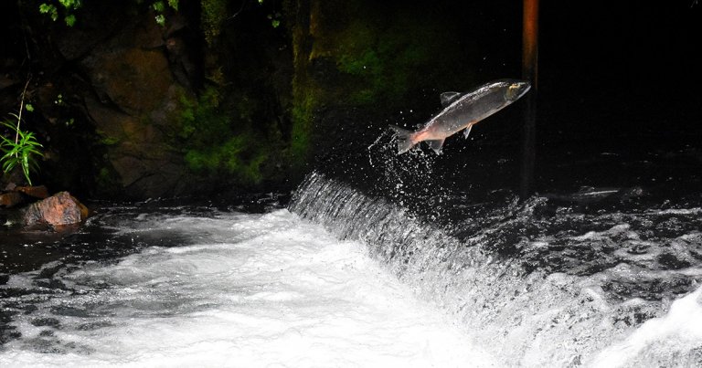 Norway turns to IBM blockchain for sustainable salmon—and activists are probably happy