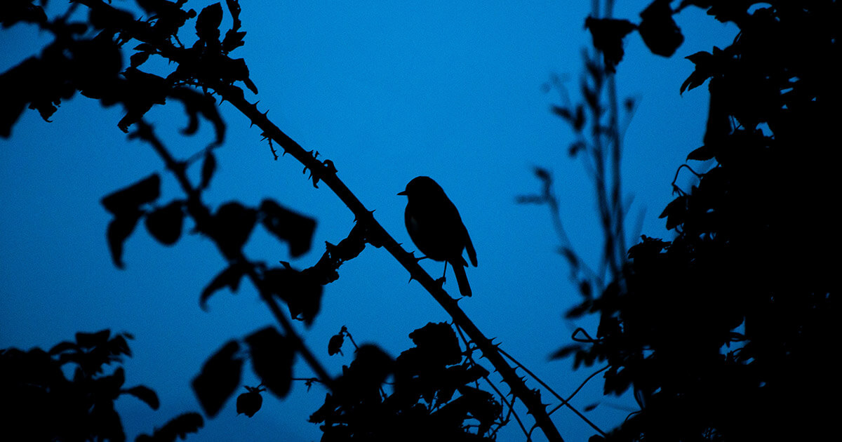 EMURGO partners with Blackbird Ventures to establish new blockchain solution Brandmark