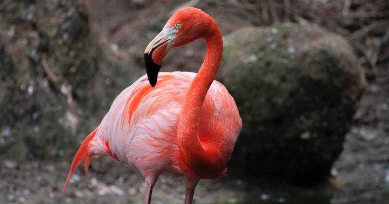 DeFi is spreading beyond Ethereum: Single Neo app gains $300m after launch