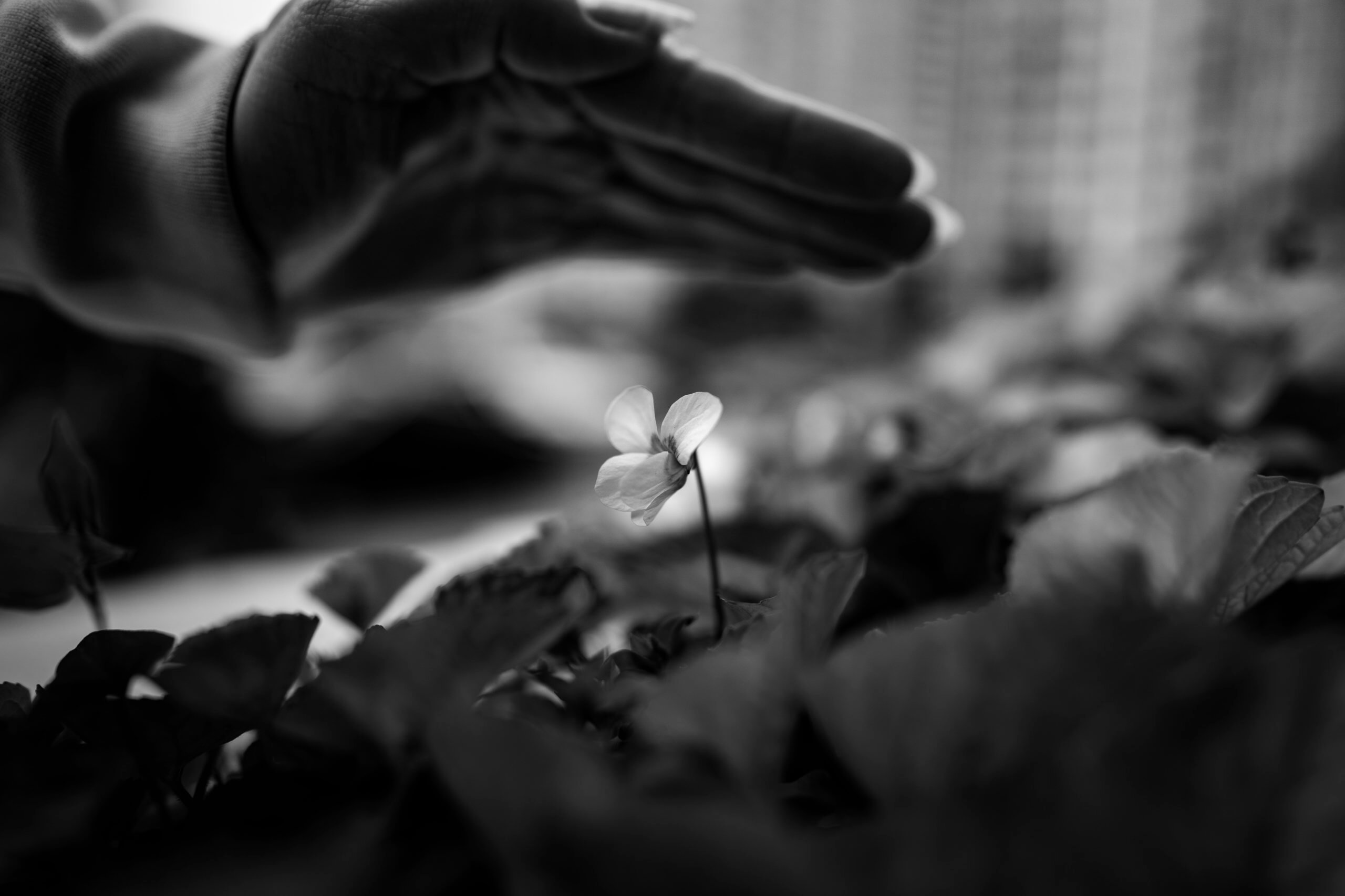 grayscale photo of flower in front of window
