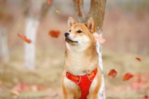 Dogecoin (DOGE) surges over 100% as Bitcoin bull run takes BTC to $33,000