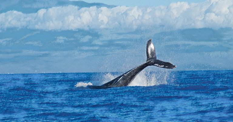 Is Bitcoin price manipulation by whales a real thing?