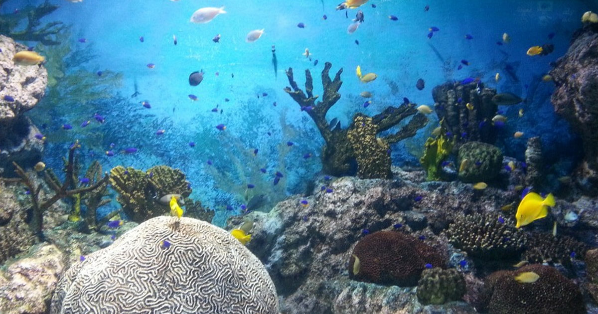 Reef Finance responds to Alameda allegations and refutes events