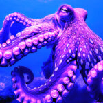 Kraken expands European footprint with new virtual asset licenses in Ireland and Spain