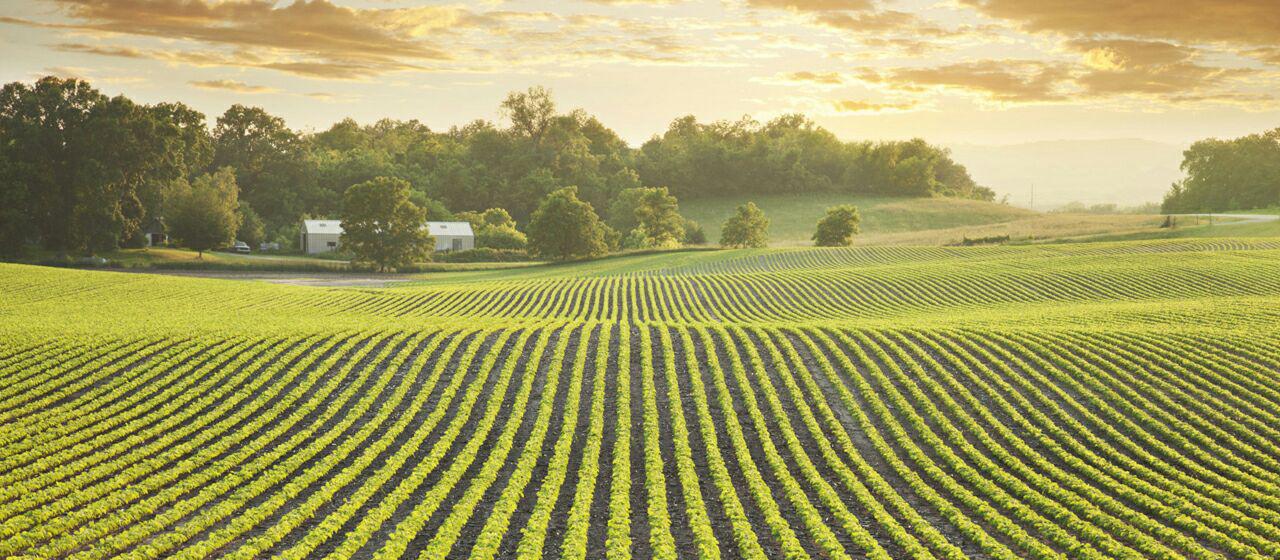 Computer vision for crop analysis