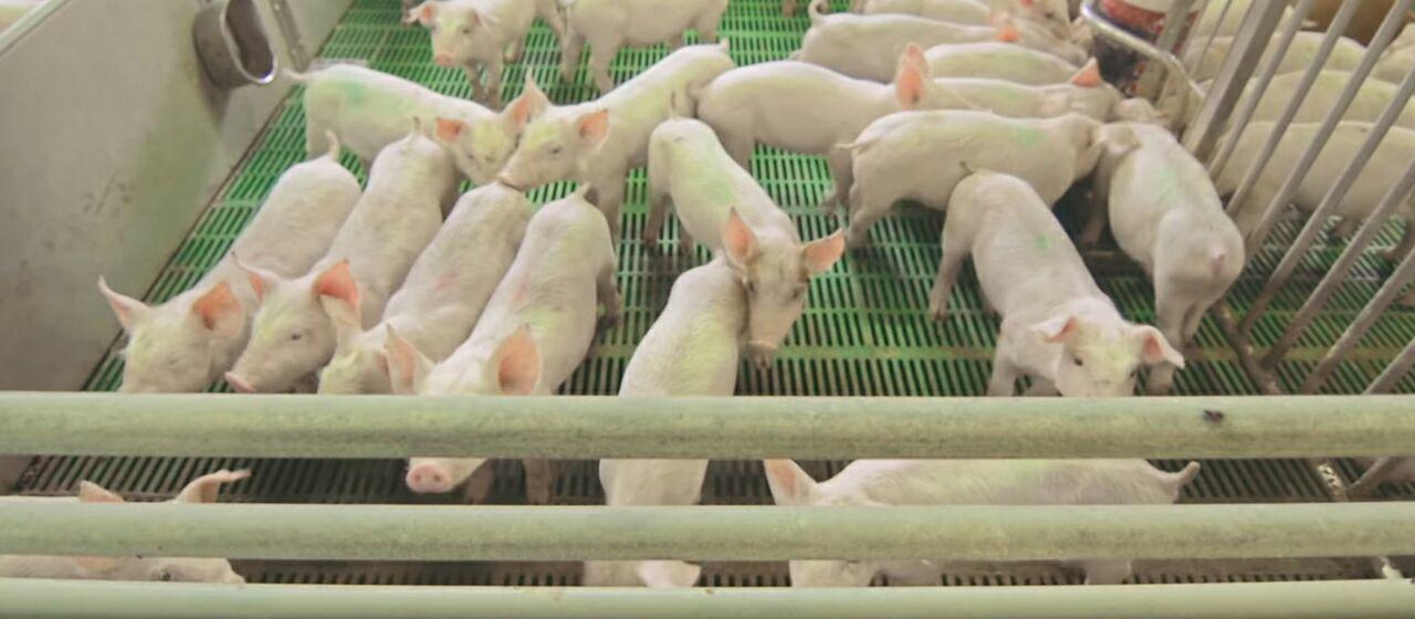 Video tracking for farm animals: piglet’s big brother