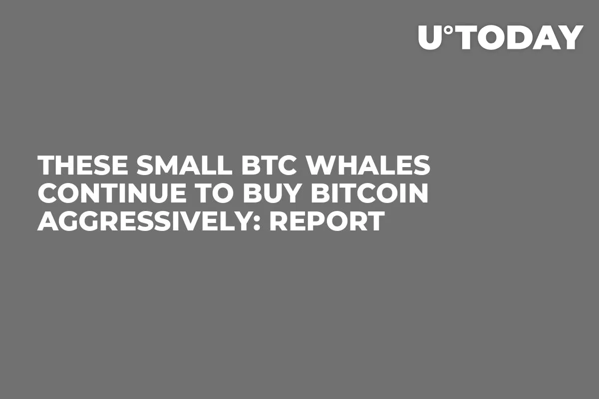 These Small BTC Whales Continue to Buy Bitcoin Aggressively: Report