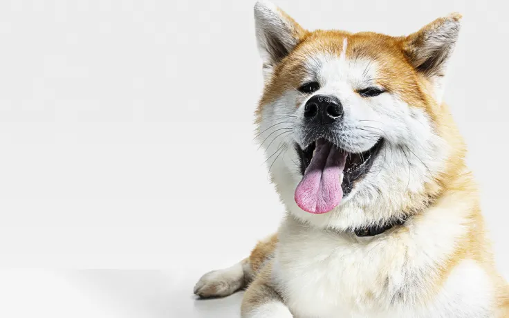 Dogecoin Cofounder Slams Doge Holders Who Try to Ruin Community from Within