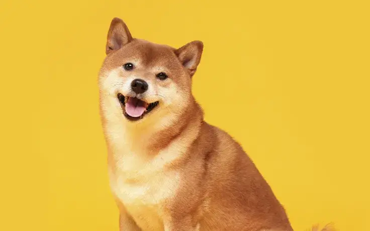 Shiba Inu to Release Additional Projects That Will Burn SHIB: Details