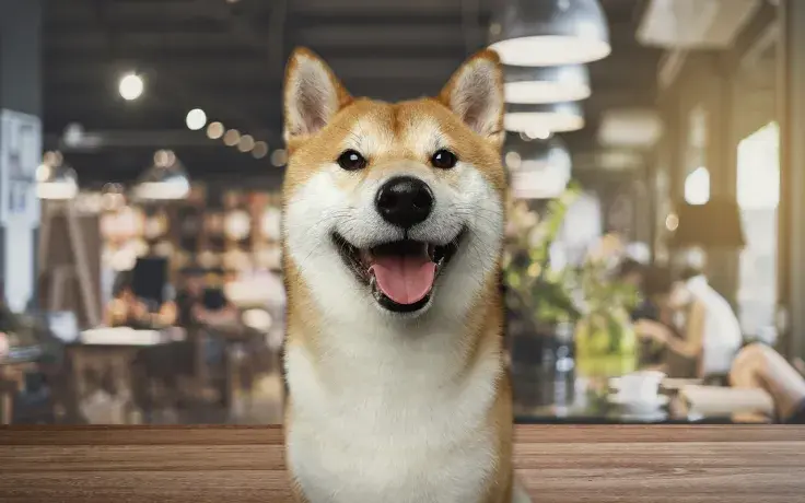 Shiba Inu-Themed Fast Food Restaurant to Expand Globally