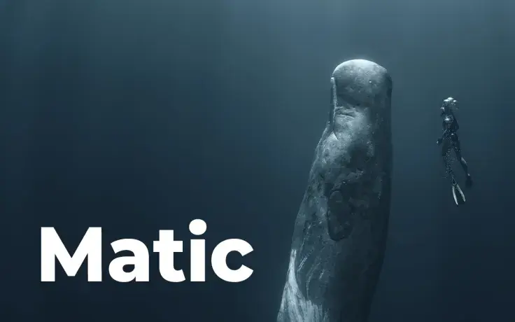 Whales Move Their Funds to MATIC as Token's Price Increases by 10%: WhaleStats