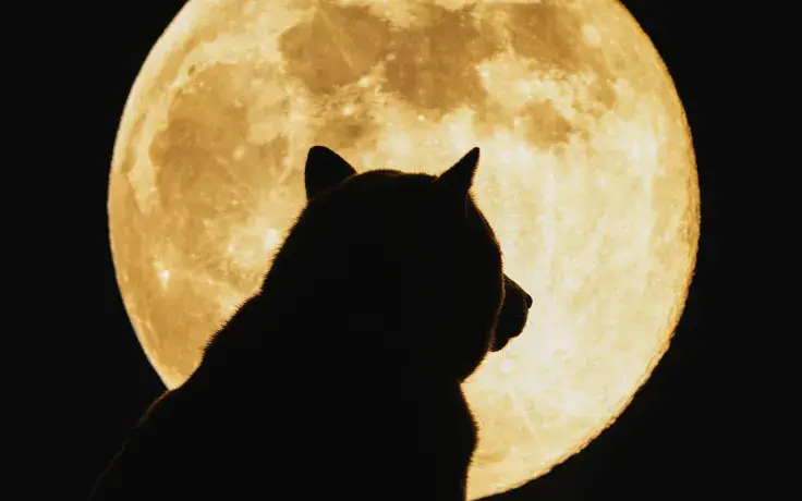 Shiba Inu Attains "Powerful Partnership" in the Fashion World: Details