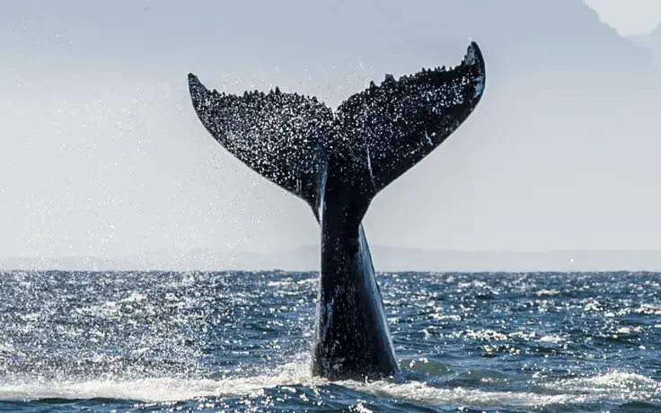 Whales Taking "Best Buying Opportunities" as Stablecoins Transactions Spike: Santiment