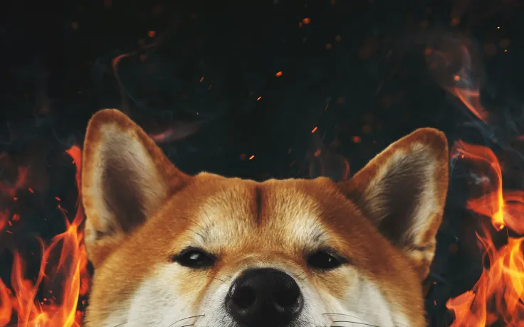 Welly to Join Shiba Inu Burning Bandwagon