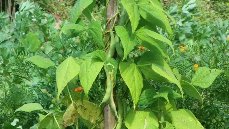 Beanstalk Suffers Massive Hack, BEAN Crashes to Zero