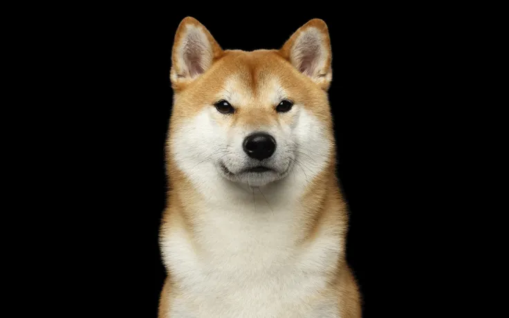 Shiba Inu Can Now Be Used to Purchase Land in SHIB's Metaverse: Details