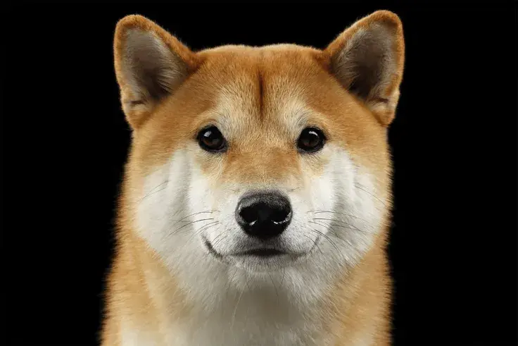 Shiba Inu (SHIB) Drops Below Dai Stablecoin
