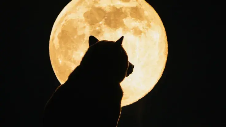 Dogecoin Founder Reveals What Will Send DOGE to Moon