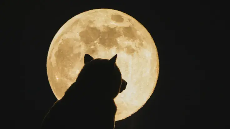 Lead SHIB Dev Shytoshi Will No Longer "Remain Invisible," Plans to Reveal Himself?