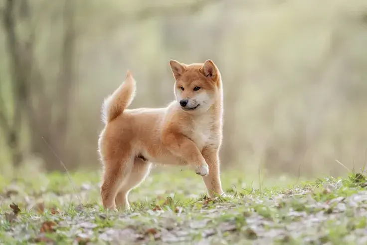 Shiba Inu Lead Shytoshi Kusama Teases Major Shibarium Milestone