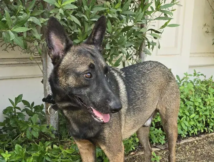 BREAKING: Binance's CZ Reveals Name of His Dog Amid Memecoin Speculation