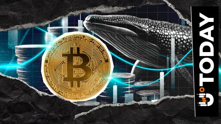 Bitcoin Whales Buying the Dip, On-Chain Data Reveals